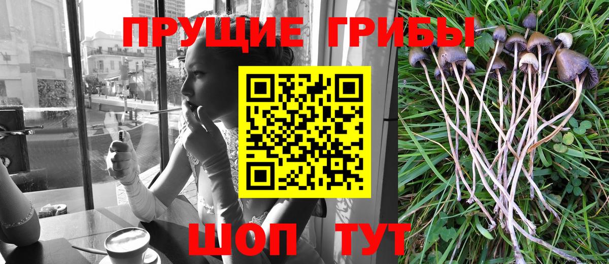 Владивосток  Галлюциногенные грибы прущие грибы  Вход с VPN 